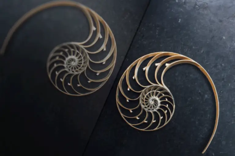 Nautilus shell cutaway reflected image